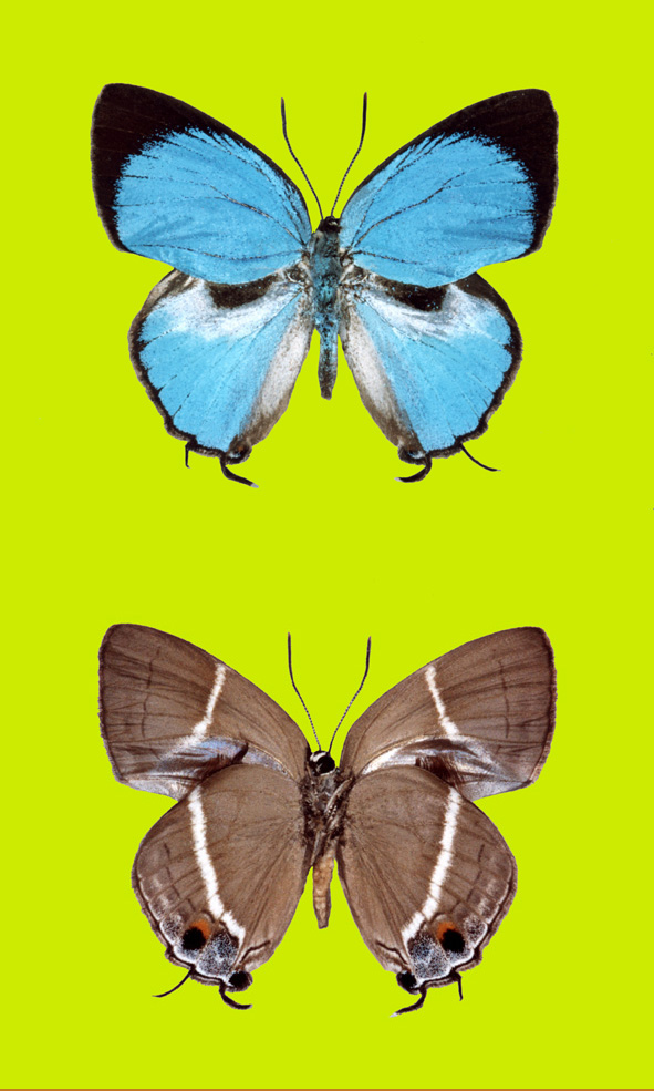 carlinho-maia - Atualizações do setor de apostas no Brasil